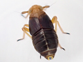 Ditropis pteridis